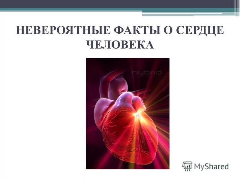 Интересные факты о сердце человека. Интересные факты о работе сердца. Интересные факты о сердце. Интересные сердца. Интересные факты о сердце человека.