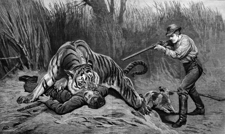 Чампаватская тигрица людоед. Джим Корбетт Чампаватская тигрица. Картинки людоеда