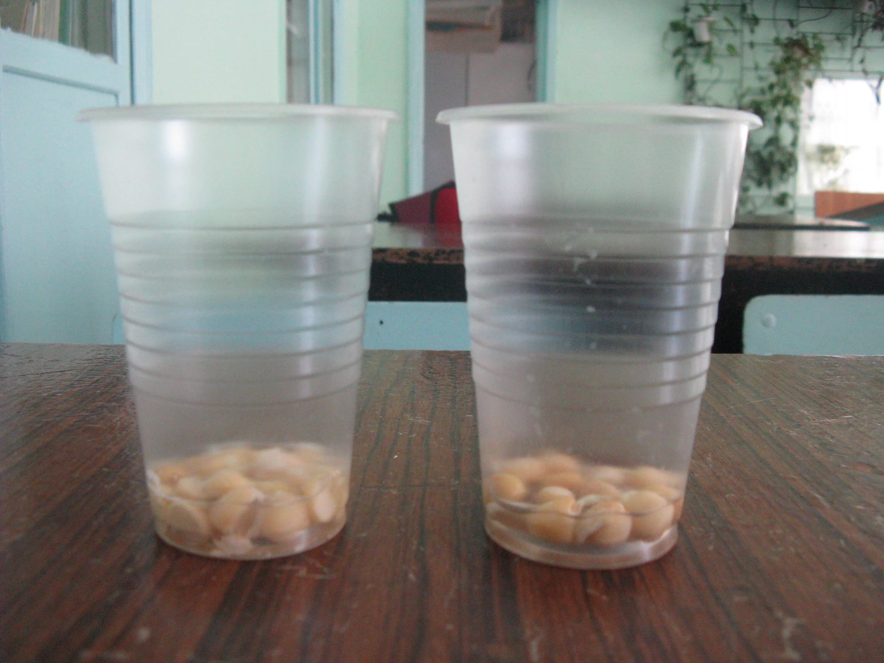 Семена фасоли в стакане с водой. Вода для прорастания семян. Опыт с фасолью. Прорастание семян гороха в воде.