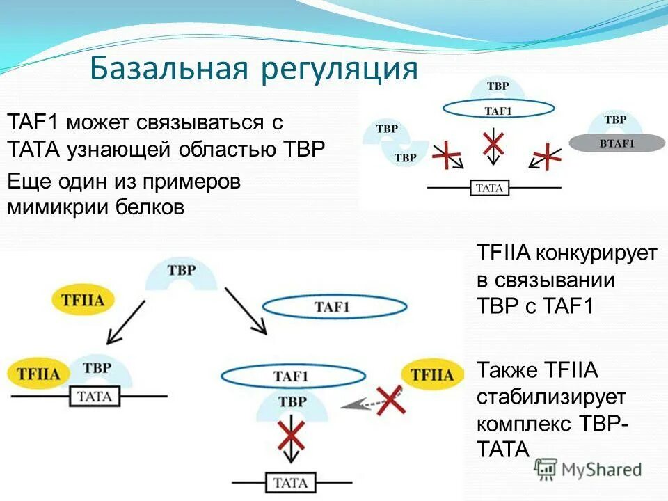 Инициация транскрипции у эукариот. Базальные факторы транскрипции эукариот. Образование комплекса РНК-полимеразы 2. Ген отвечающий за связь с РНК-полимеразой.