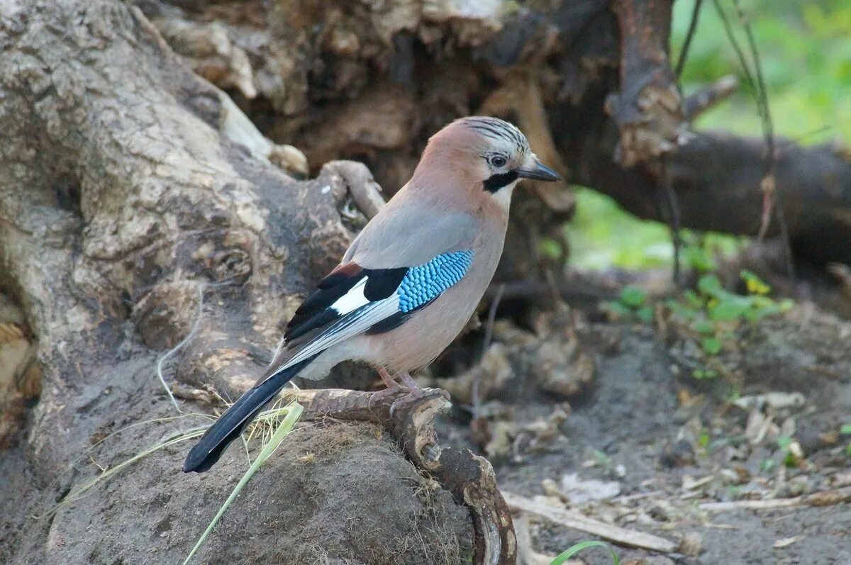 Крик сойки. Со́йка garrulus glandarius. Сойка garrulus glandarius. Птица Сойка Крымская. Сойка обыкновенная.