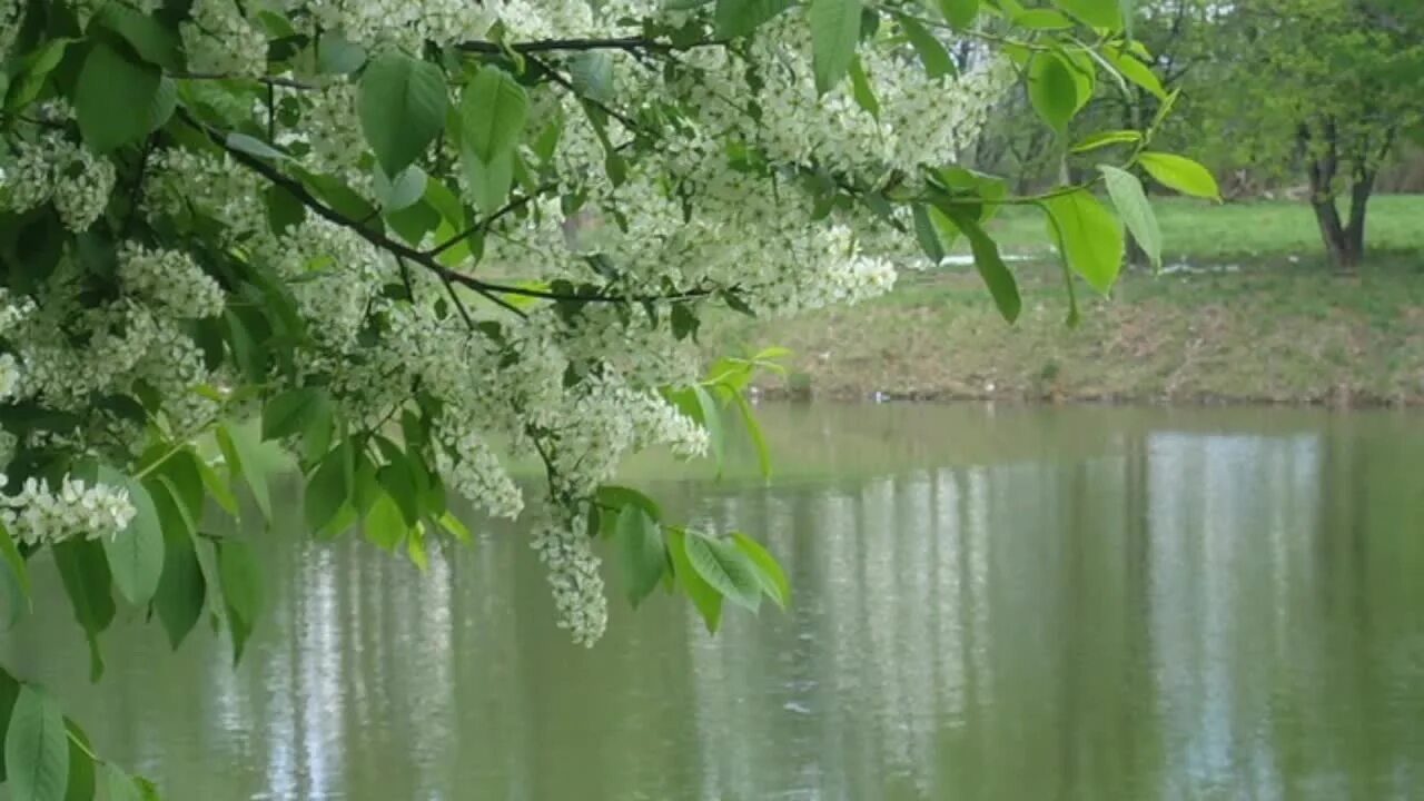 Черёмуха душистая цветет. Белая черемуха душистая.