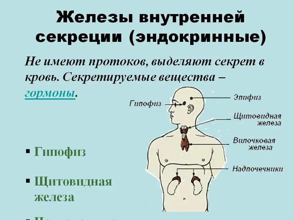 Система желёз внутренней секреции. Функции эндокринная система железы внутренней секреции. Понятие желез внутренней секреции. Особенности желёз внутренней секреции. Заболевания эндокринных органов