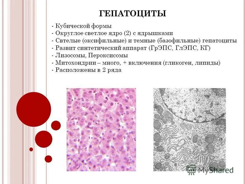 Содержит гепатоциты. Многоядерные гепатоциты. Строение гепатоцита гистология. Строение гепатоцита. Строение гепатоцита гистология.