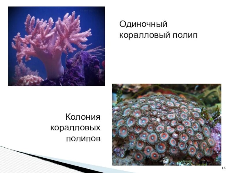 Коралловые полипы альционарии. Кораллы полипы. Колониальные коралловые полипы. Колонии коралловых полипов. Зооксантеллы и коралловый полип.