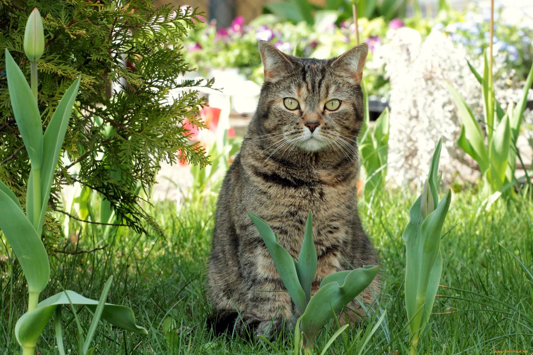 Кошки. Весенний котик. Кошки весной. Кис растение