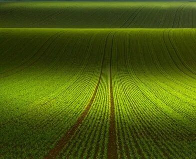 Green brown