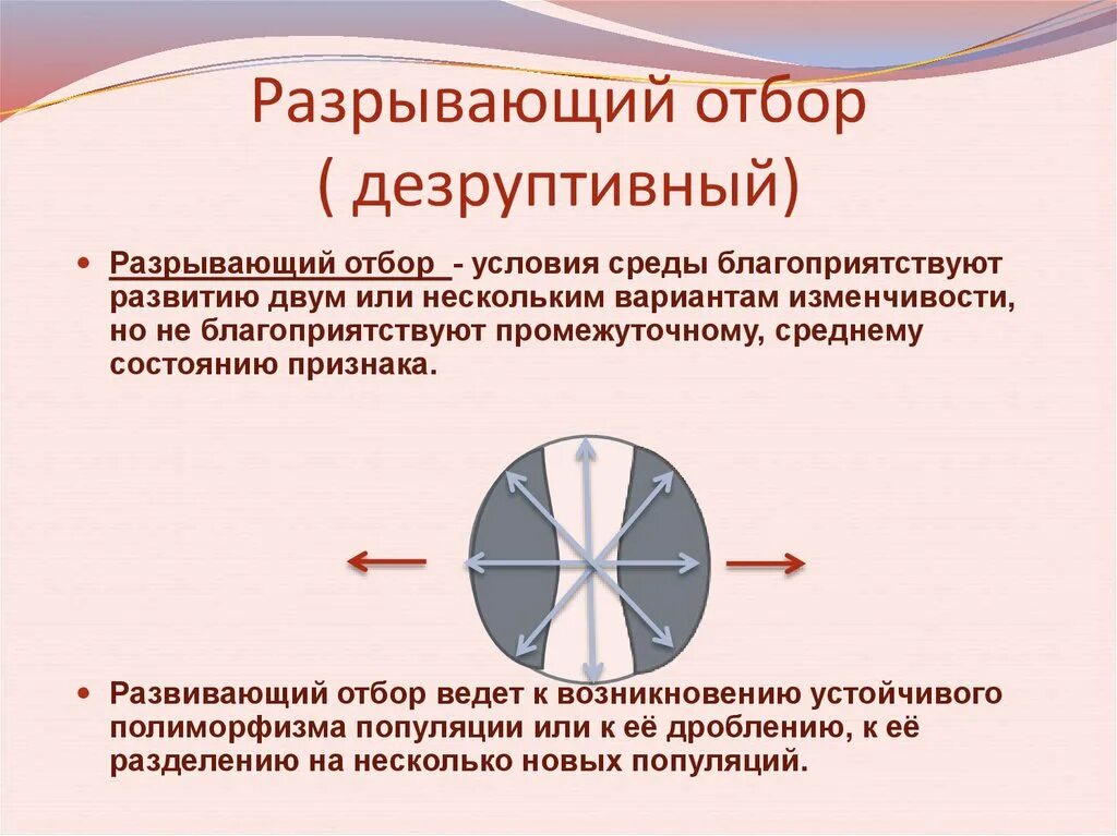 Разрывающийся отбор. Разрывающий отбор отбор. Разрывающий отбор определение. Разрывающий естественный отбор график.