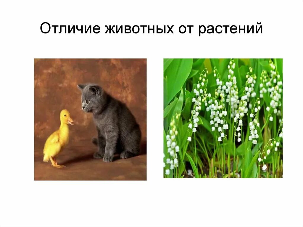 3 отличия животных от растений. Растения и животные различия. Животных от растений. Животные отличаются от растений. Отличие животных.
