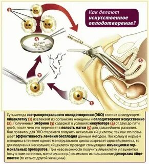 Сколько яйцеклеток в организме женщины