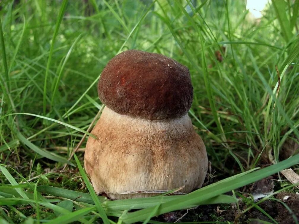 Белый гриб дубовый Боровик сетчатый. Белый гриб сетчатый Boletus reticulatus.. Боровик сетчатый дубовый. Boletus reticulatus белый гриб дубовый. Боровик растет