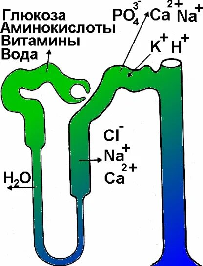 Реабсорбция в нефроне. Реабсорбция в почках схема. Канальцевая реабсорбция натрия. Канальцевая реабсорбция схема.