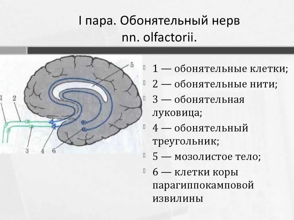 Обонятельный нерв схема пути. Обонятельный нерв анатомия схема. Ход обонятельного нерва. 1 Пара обонятельный нерв.