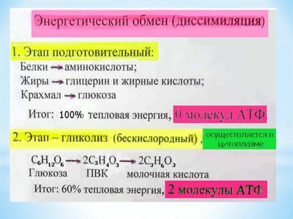 На подготовительном этапе обмена происходят. Стадии энергетического обмена биология 10 класс. Энергетический обмен диссимиляция этапы. Формула подготовительного этапа энергетического обмена. Метаболизм этапы энергетического обмена.