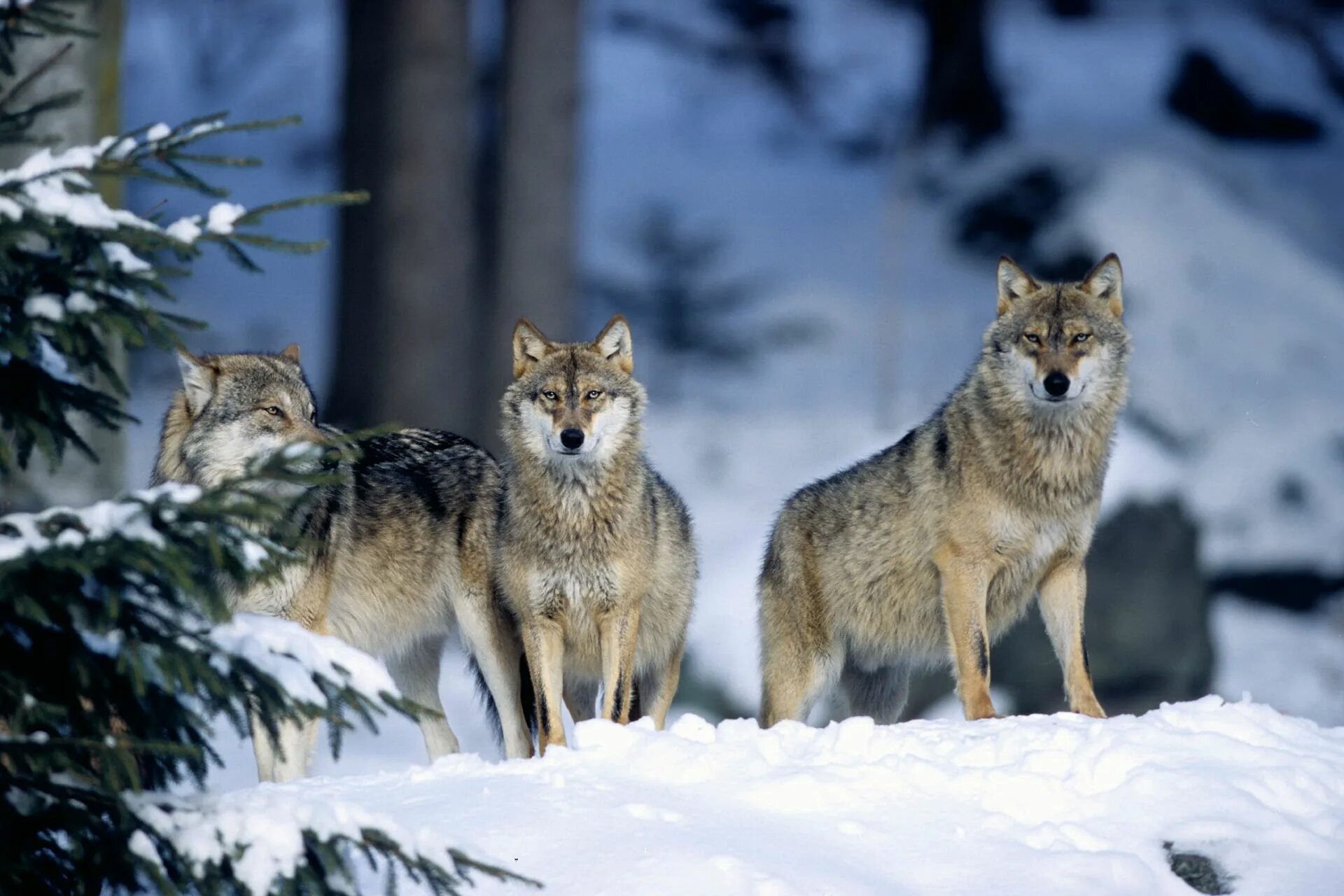 Волк. Волк серый. Норвежский волк. Русский волк. Beautiful wolves