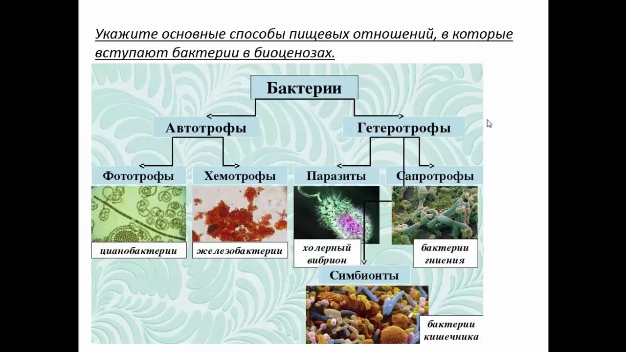 Укажите главное. Биоценоз бактерий. Взаимоотношения микроорганизмов в биоценоза. Типы взаимоотношений микробов в биоценозах схема. Биоценозы способы взаимоотношений.