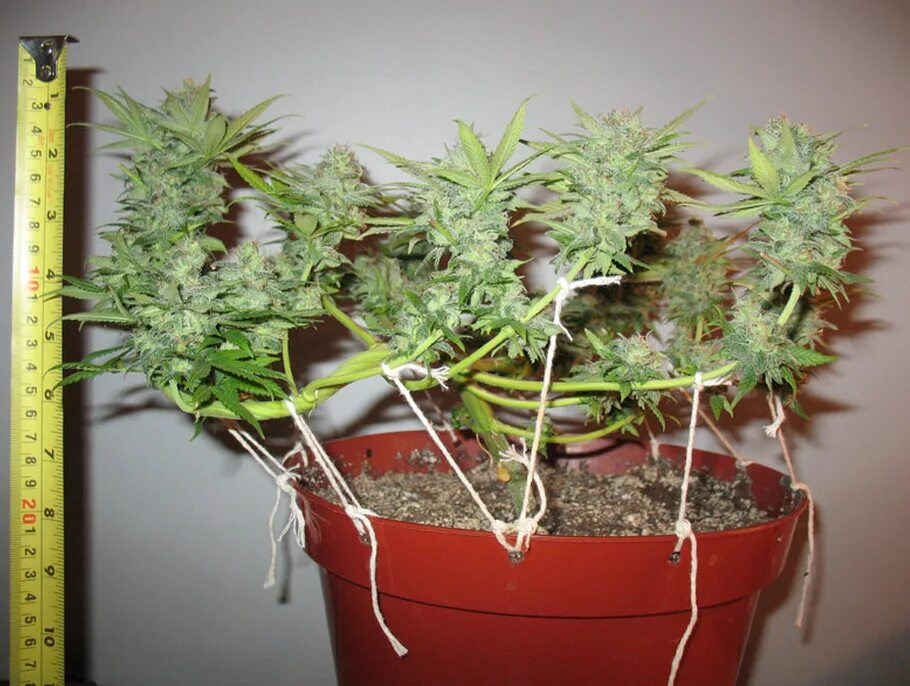 Size grow