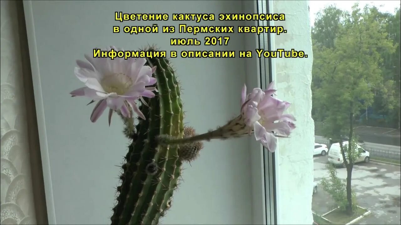 Кактус расцвел примета. Эхинопсис кристата. echinopsis mirabilis. эхинопсис почки. цветение кактуса эхинопсиса.