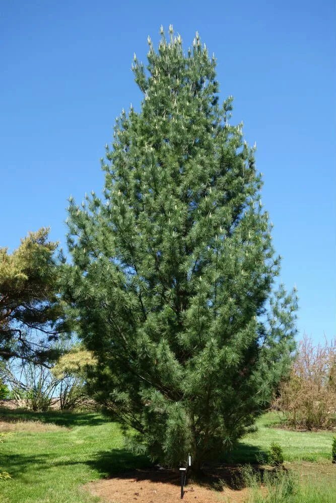 Its tree