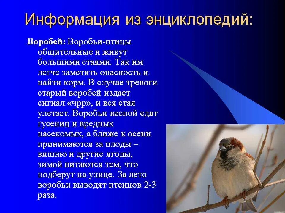 Текст воробей 1 класс. Рассказ про воробья 4 класс литературное чтение. Сообщение о Воробье. Воробей для детей. Доклад про воробья.