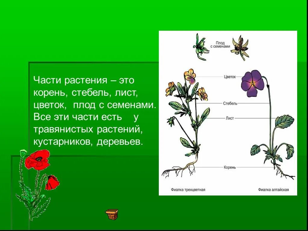 Лист корень семя это