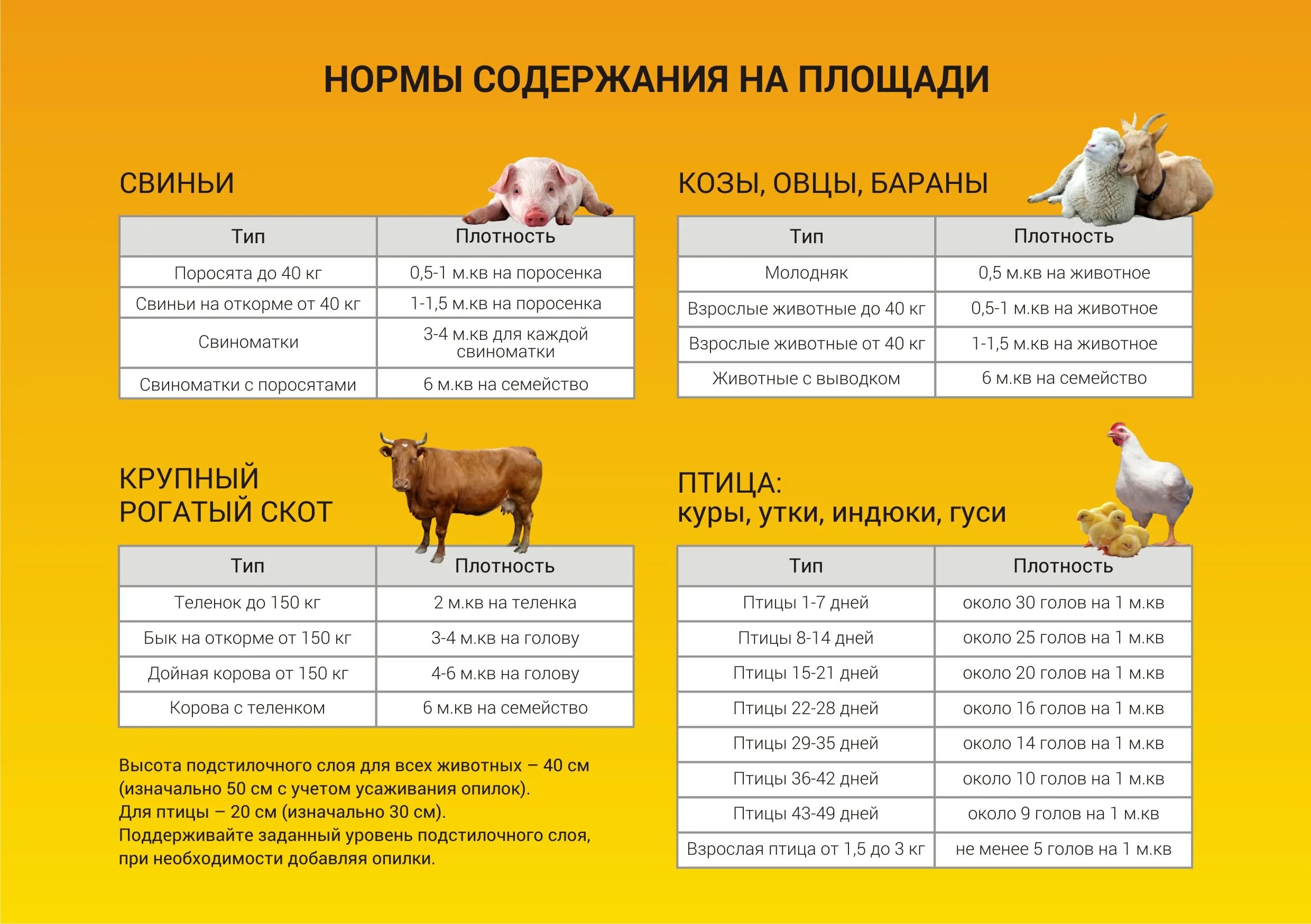 Продолжительность жизни свинки. Санитарные нормы содержания животных. Правила содержания сельскохозяйственных животных. Нормы содержания животных в личном подсобном. Санитарные правила содержания животных.