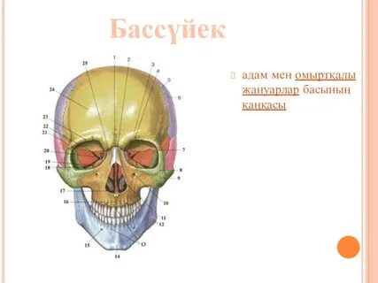 Дик бір кискадан екіншісіне