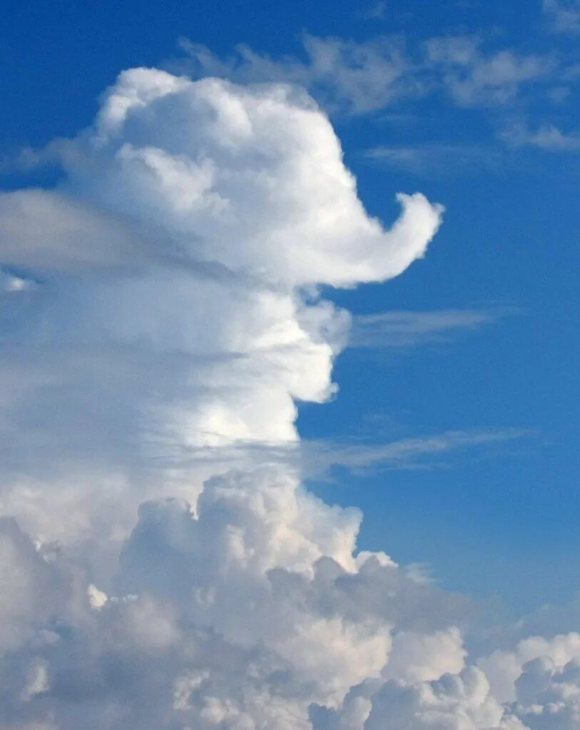 Обитатель облаков. Облака. На что похожи облака. Разные облака. Интересные облака.