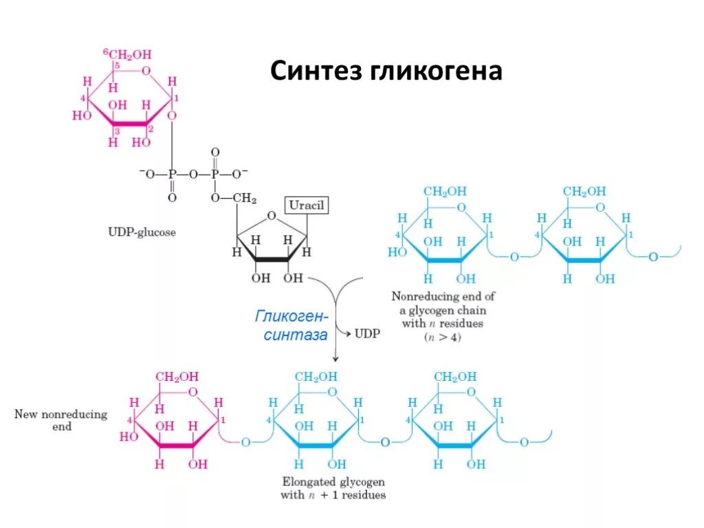 Синтез гликогена биохимия реакции. Схема синтеза гликогена из Глюкозы. Схема синтеза и распада гликогена. Синтез гликогена биохимия кратко.