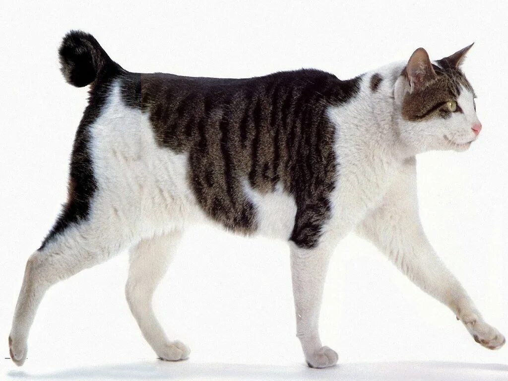 Рассмотрите фотографию кошки породы японский бобтейл. Японский бобтейл. Японский бобтейл кошка. Порода кошек японский бобтейл. Японский бобтейл короткошёрстный.