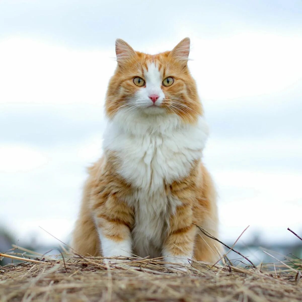 Рыжий кот симба. Симба кот. фото симбы кота. котейка симба. картинки рыжего кота симбы.