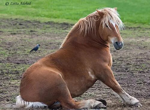 Miniature Horse stock photo. Image of pregnant, mammal 57209158