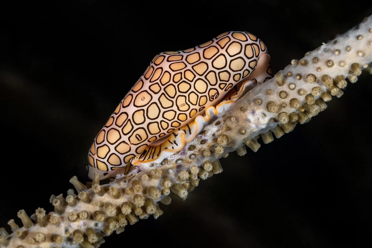 Язык моллюсков. Улитка язык Фламинго. Моллюск «язык Фламинго» (Cyphoma gibbosum). Цифома толстая моллюск. Цифома толстая (Cyphoma gibbosa).