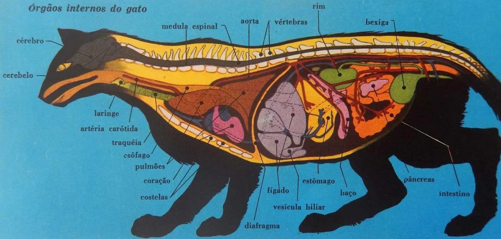Селезенка кота. Анатомия кошки расположение органов. Строение внутренних органов кота брюшная полость. Строение кошачьего организма. Анатомия брюшной полости кошки.
