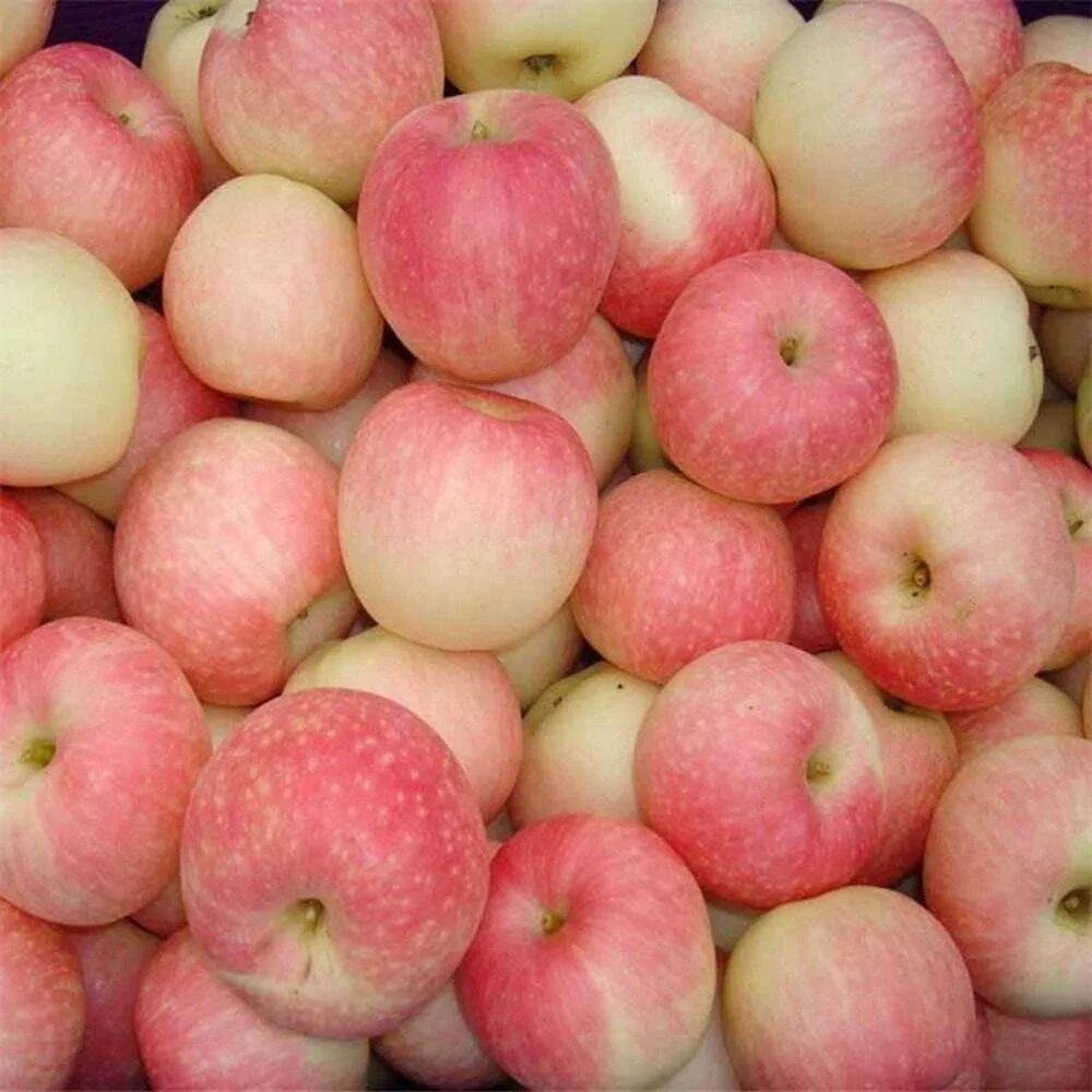 Мягкие сорта яблок. Яблоня "розовый налив" (Malus domestica). Коричневка сорт яблок. Яблоня сорт розовый жемчуг. Сорт яблони столовка.