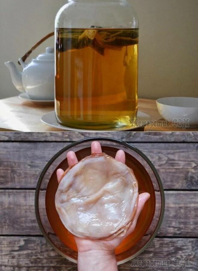 Откуда берется чайный гриб. Комбуча гриб. kombucha чайный гриб. живой чайный гриб комбуча. чайный гриб или комбуча.