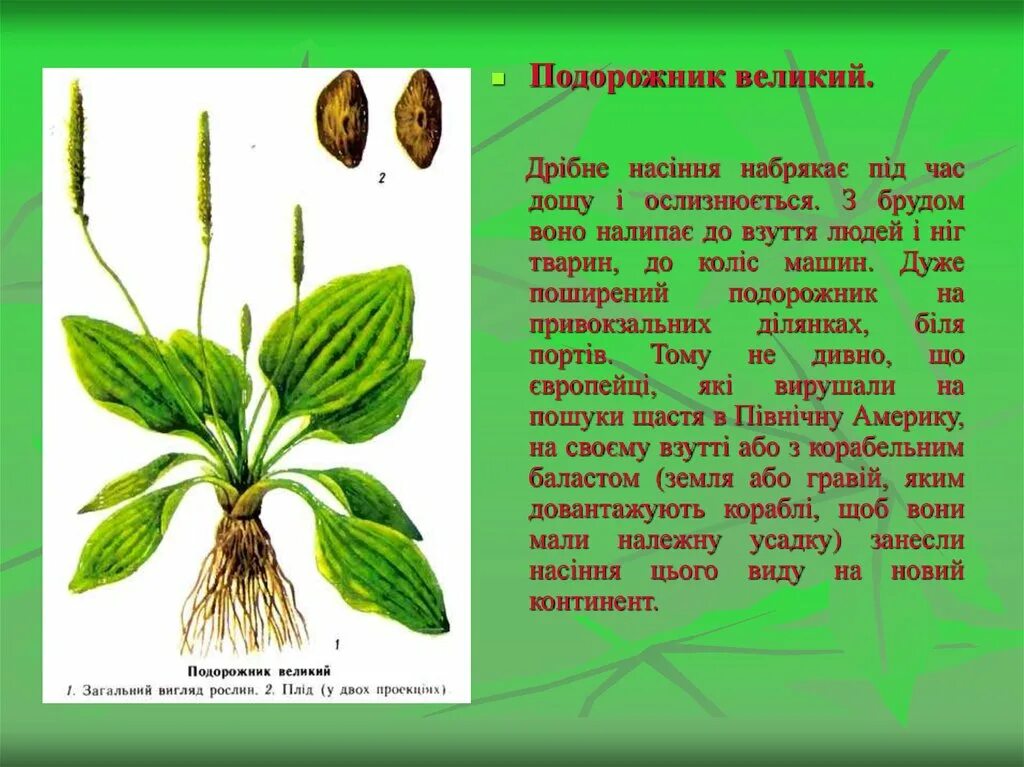 Подорожник овальный семена. Подорожник яйцевидный. Подорожник Великий. Подорожник овальный. Подорожник яйцевидный семена.