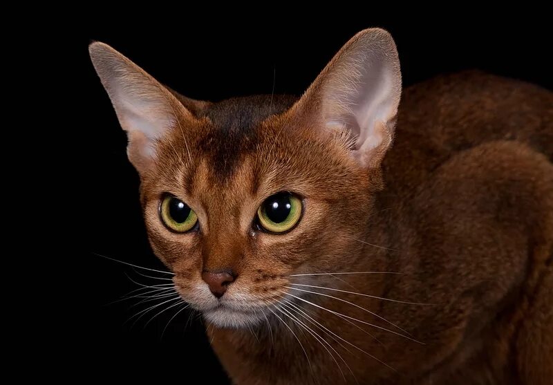 Породы коричневых котов. Ориентальные абиссинцы. Абиссинская кошка. Абиссинская кошка коричневая. Абиссинская коричневая Абиссинская кошка.