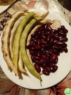 Фасоль по армянски