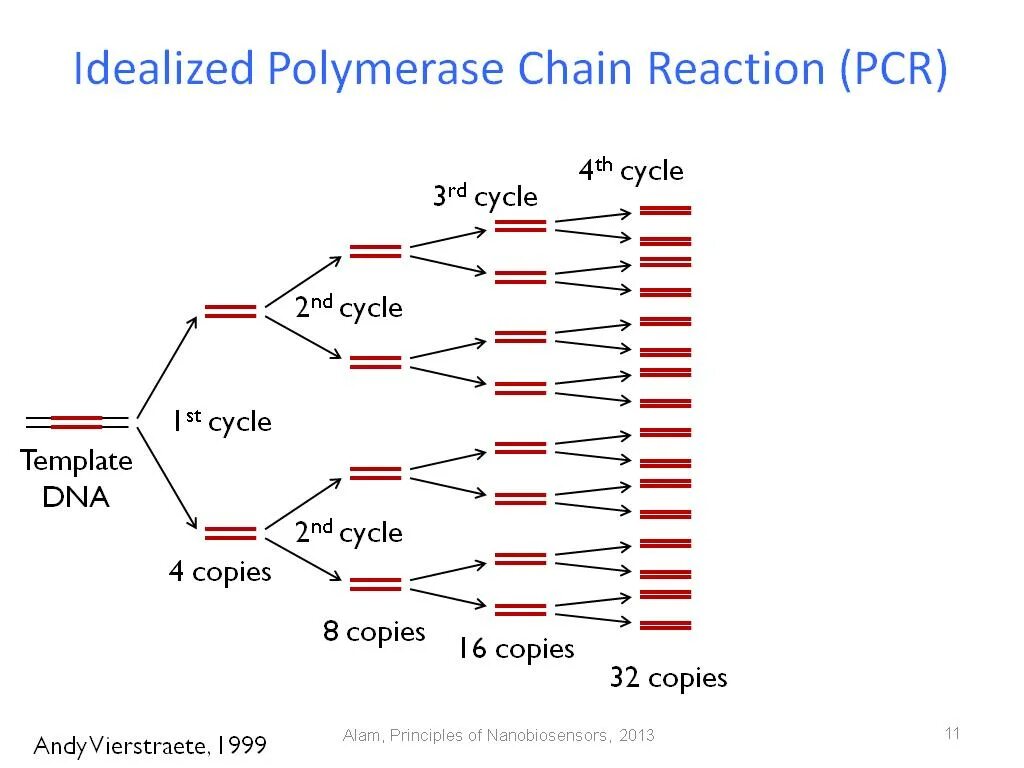 Источник https chemer ru services reactions chains. Polymerase Chain Reaction (PCR). Kary Mullis PCR. PCR — полимеразная цепная реакция. PCR Chain Reaction.