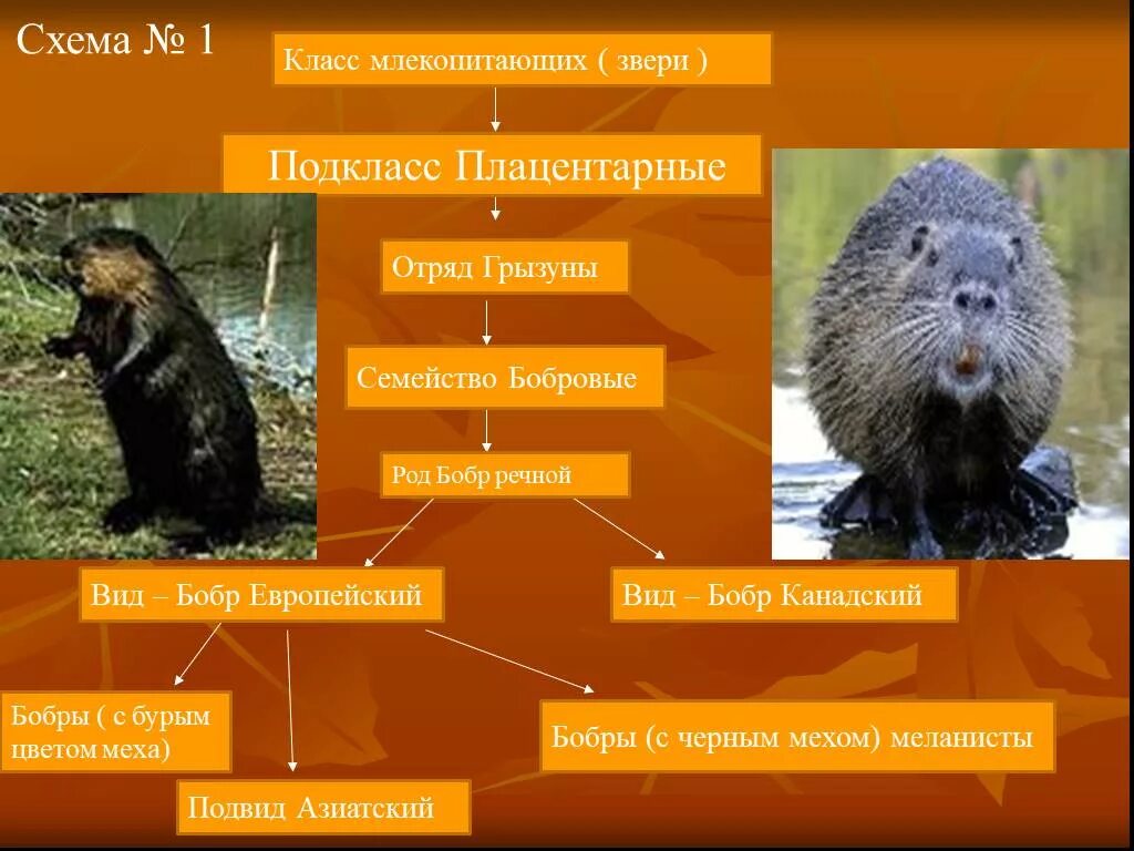 Бобр семейство и отряд. Отряд Грызуны подкласс. Бобры презентация. Бобр отряд семейство вид род. Схема бобра