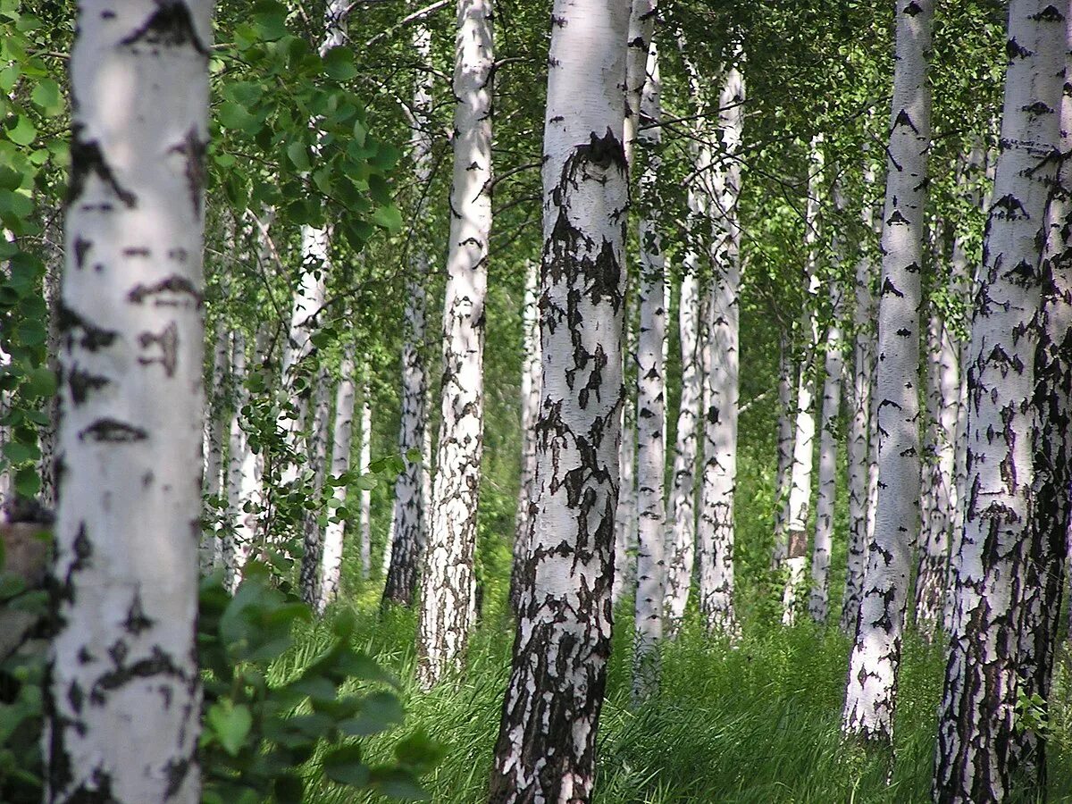 берез новейший