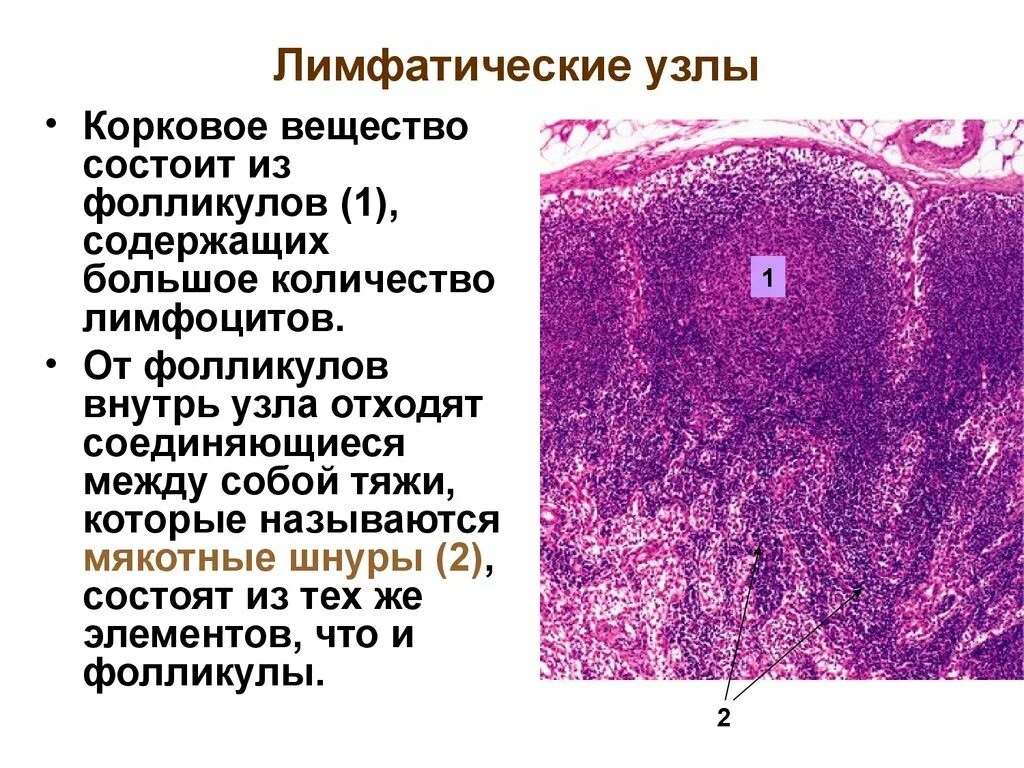 Содержит лимфоидную ткань