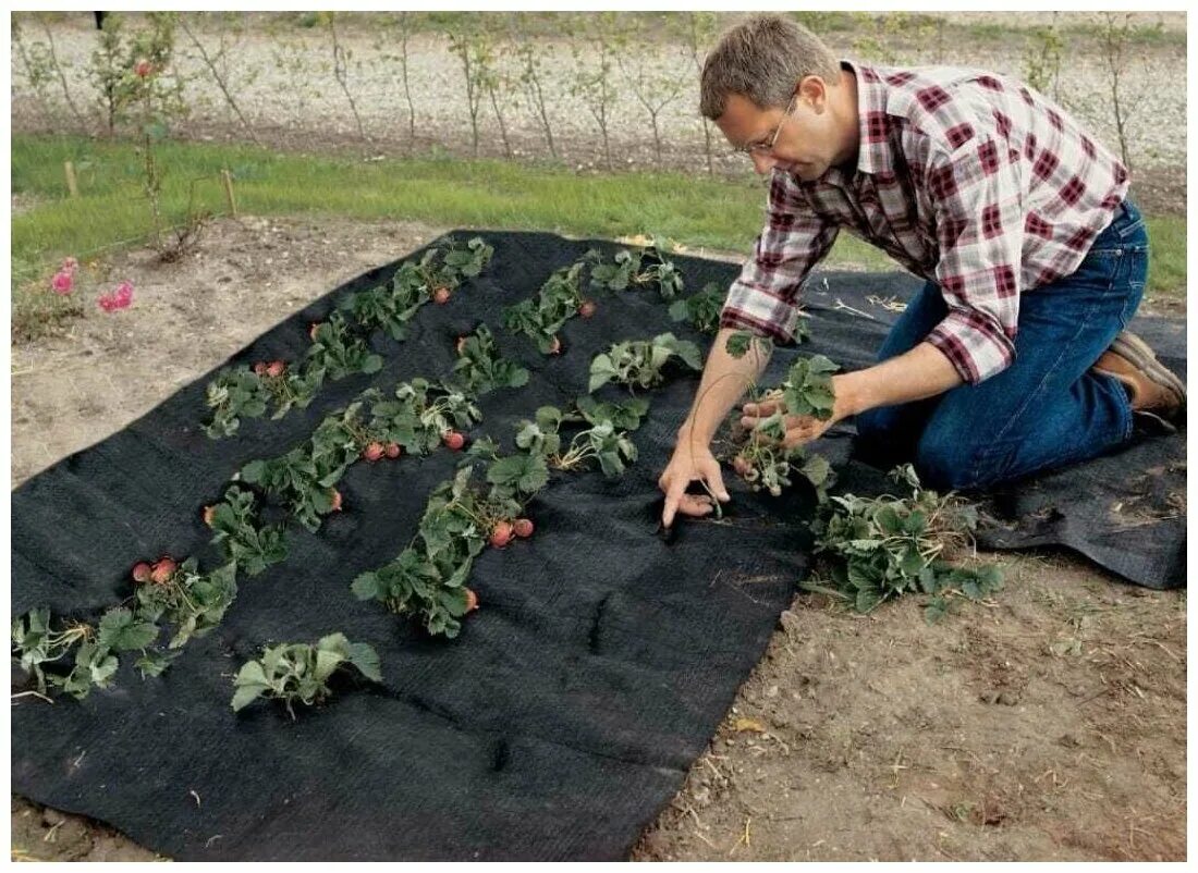 Мульчирующая агроткань. Укрывной материал агротекс от сорняков 3. Мульчирование виктории агроволокном. М, 3,2*10 м, белый, komfi. 6x10.