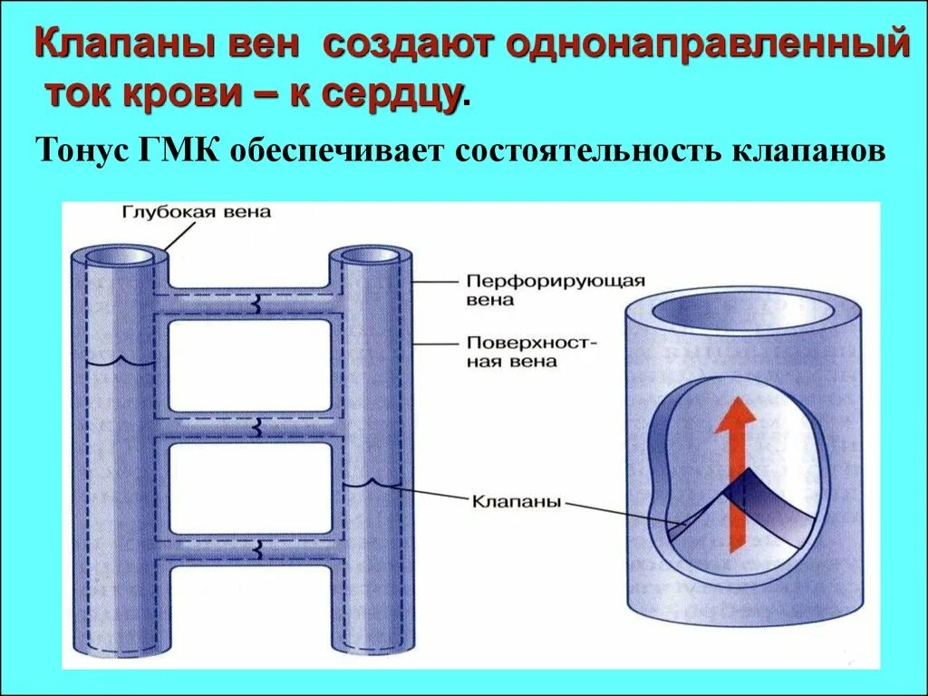 Клапаны имеют артерии и вены. Клапаны венозных сосудов. Строение клапанов вен.