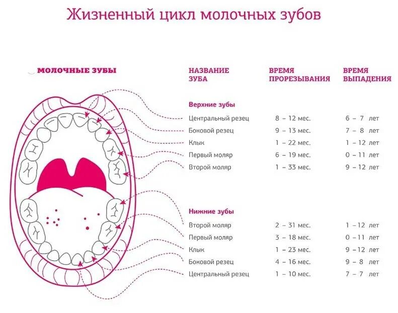 Сколько длится температура при прорезывании