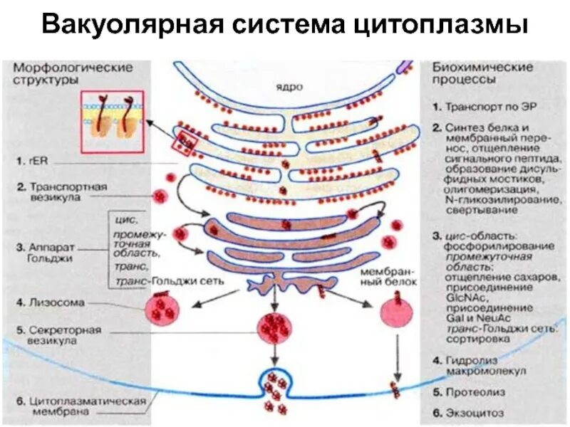 Синтез и транспорт белков в эпс. Синтез белков в рибосомах. Синтезируется белок на рибосоме. Синтез белком на шероховатом ЭПР. Синтез мембранных белков на шероховатом ЭПР.