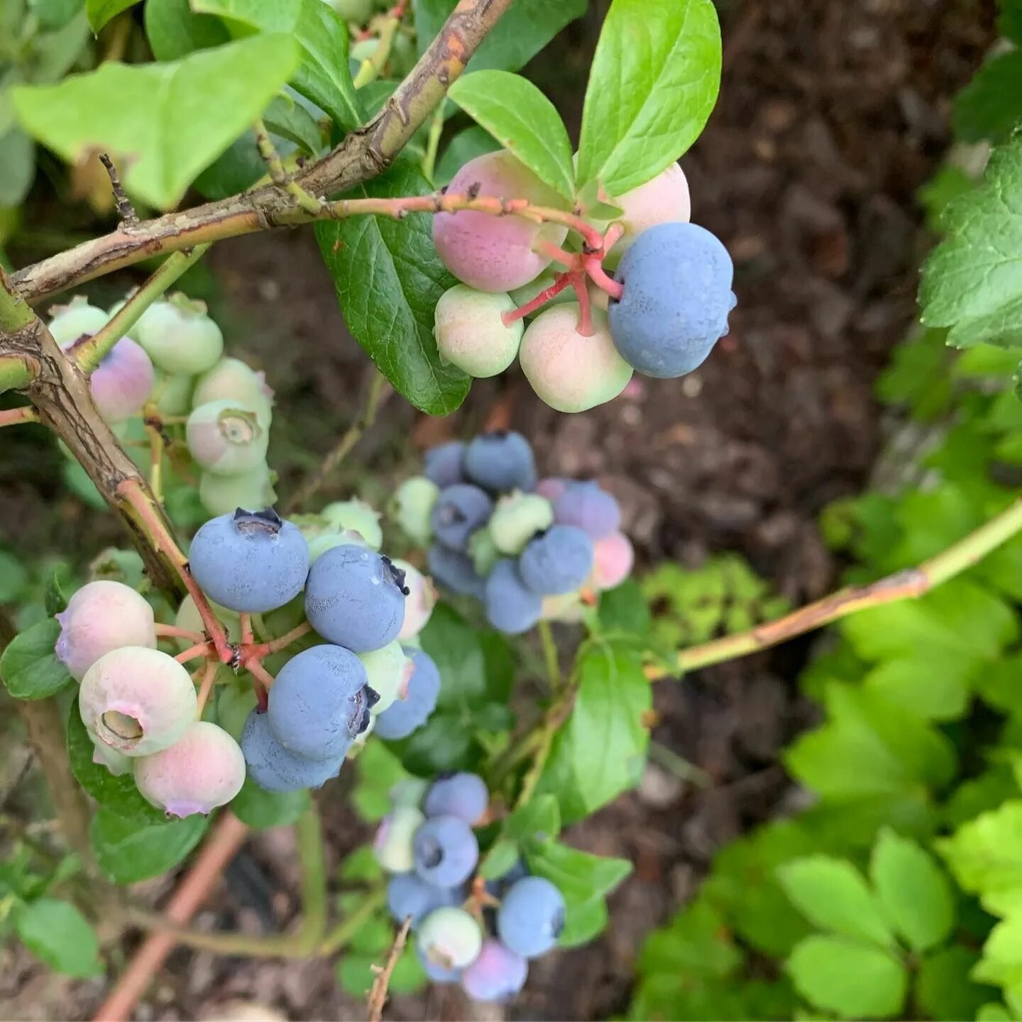 Amazon.com : Blueberry Bush Seeds for Planting 250+ Seeds - Northern Blueberry, 