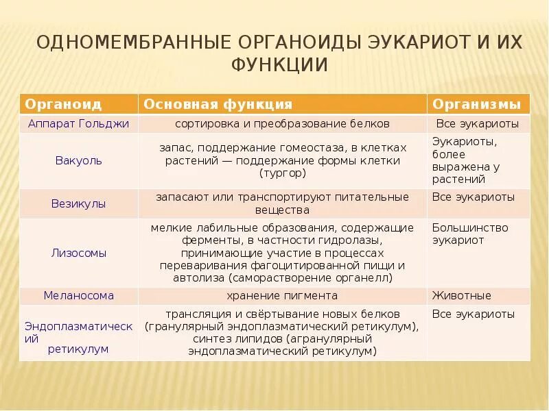 Какую функцию выполняют одномембранные органоиды. Одномембранные органоиды функции. одномембранные органоиды строение. одномембранные органоиды клетки строение. одномембранные органоиды клетки строение и функции.