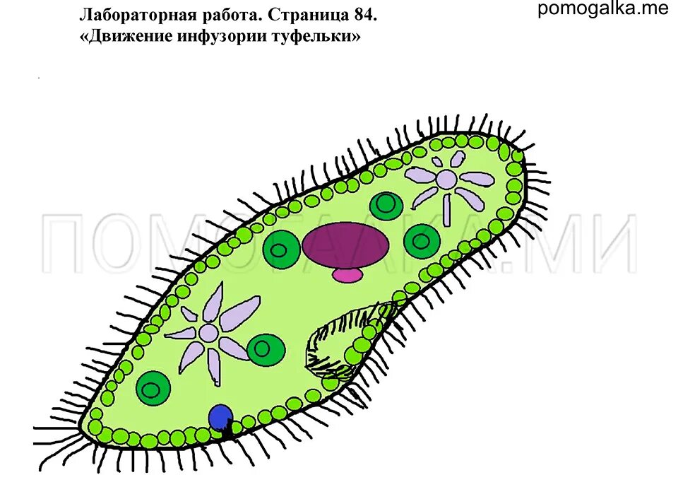 Биология 6 класс лабораторная движение инфузории туфельки. Строение инфузории туфельки 6 класс биология. Инфузория туфелька митохондрии. Инфузория туфелька класс инфузории движение. Передвижение инфузории